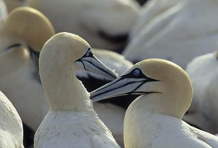 Cape gannets Cape gannets