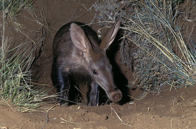 external image 25175.jpg